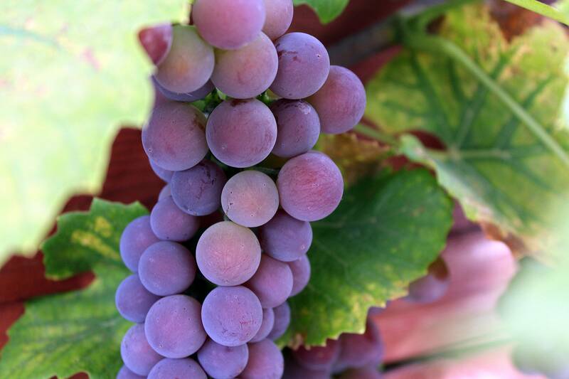 Bunch of grapes 2708074 1920